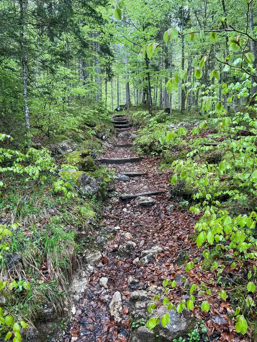 Waldweg mit Stufen im Frühlingsgrün